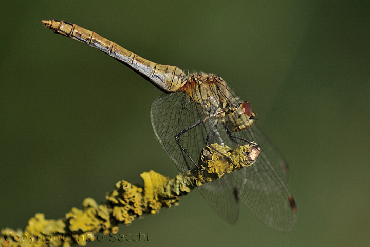 Sympetrum sanguineum, femmina